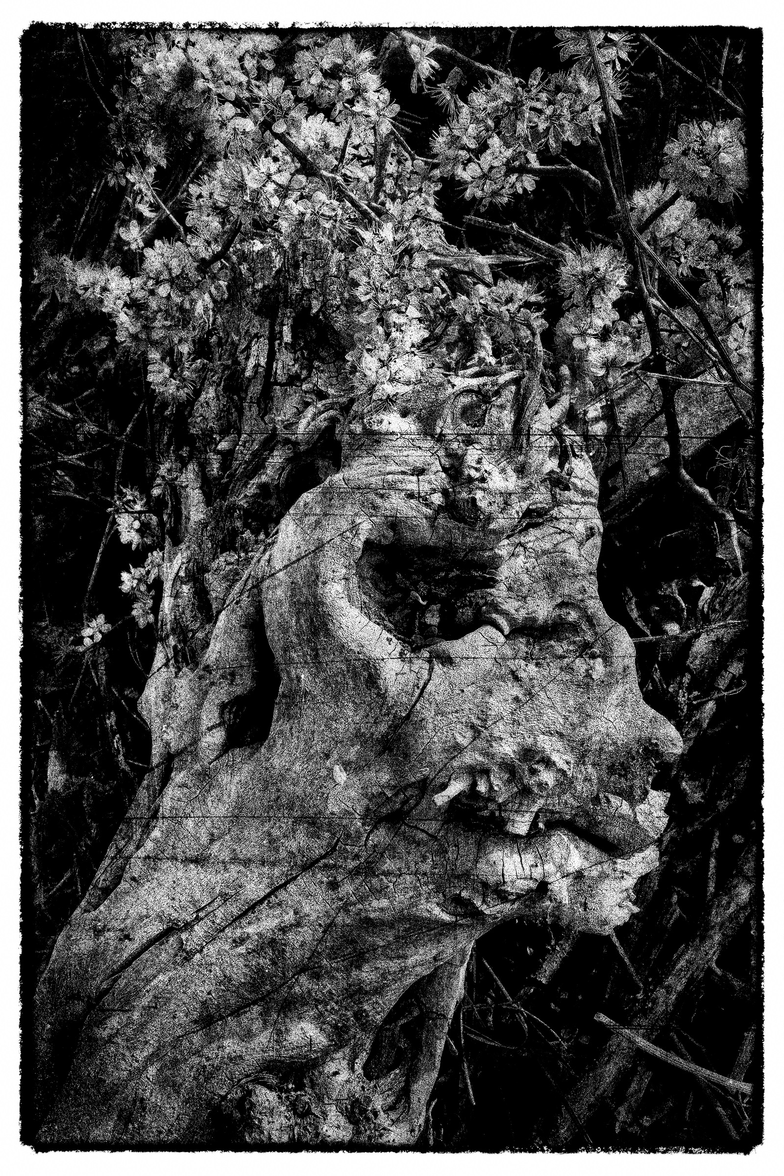 Arbre-Christ, photographie fine art, 80 x 60 cm, 2022