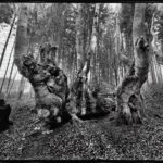 Les anciens Photographie - Chambre 8 x 10 - Tirage fine art - 60 x 80 cm - 2016