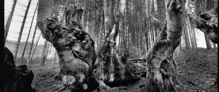 Les anciens Photographie - Chambre 8 x 10 - Tirage fine art - 60 x 80 cm - 2016